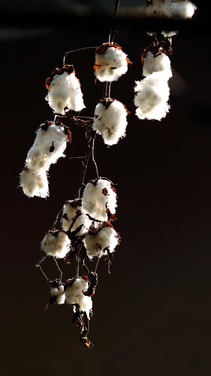 cotton, cotton plant, seed, plant, nature, white, fluffy, natural, seeds, soft, agriculture, organic, fresh, green, leaf, farming, outdoors, garden, outdoor, environment, farm, season, dark, black leaf, black farm, black leaves, cotton, cotton, cotton, cotton, cotton, cotton plant, cotton plant
